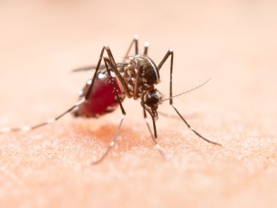 Close-up of a mosquito on human skin
