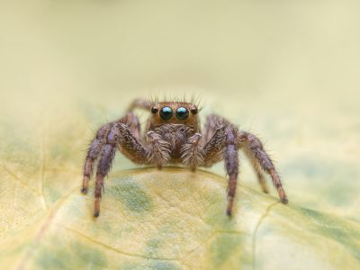 spider